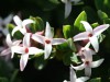 Aspérule de l’esquinancie