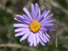 Aster des Alpes