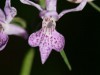 Orchidée