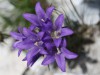 Campanule agglomérée