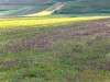 Les prairies fleuries de Castellucio