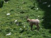 Rencontre avec un chamois