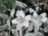 Edelweis des Apenins
