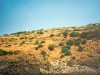 Paysage de maquis