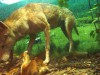 Le loup des Abruzzes