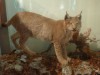 Le Lynx