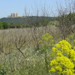 castelDM