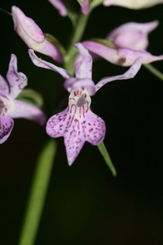 Flore des Abruzzes