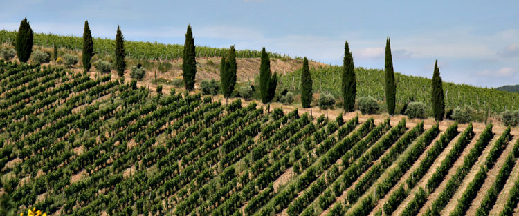 paysages du Chianti