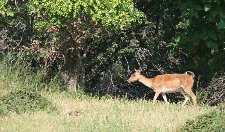 Parc naturel de la Maremme