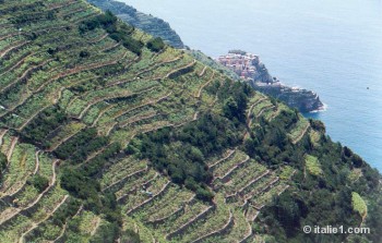 Sentiers des Cinque Terre