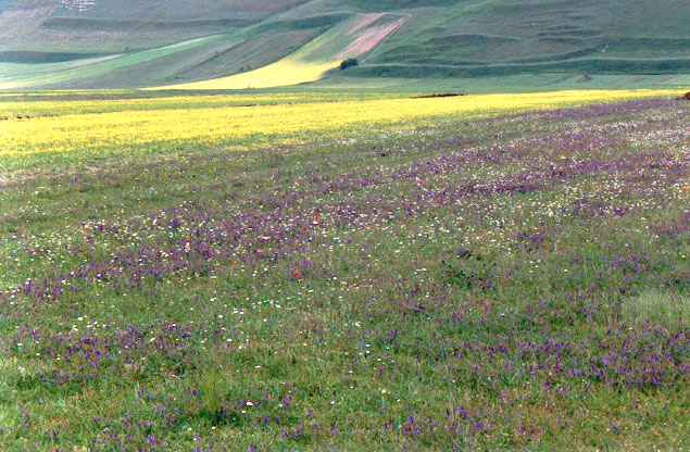 Prairies fleuries de Castelluccio