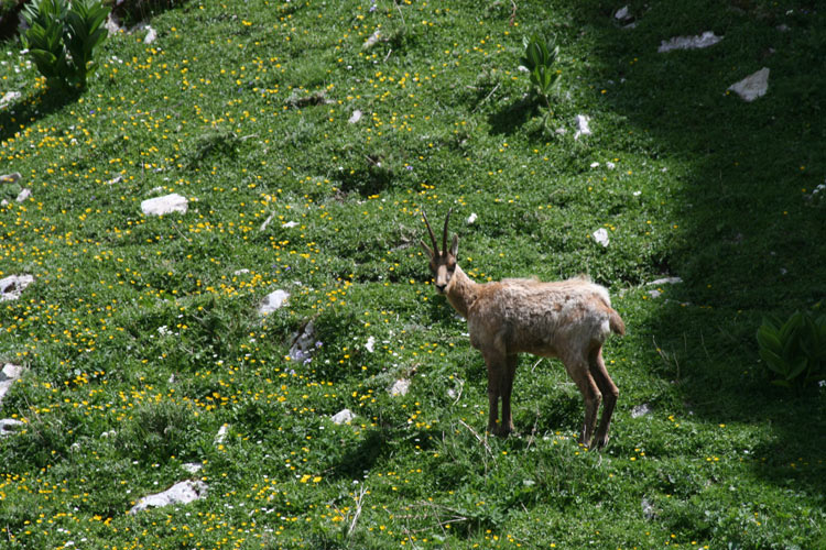 Chamois des Abruzzes