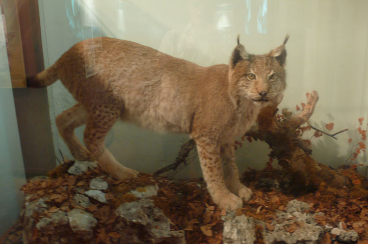 Lynx des Abruzzes