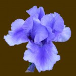 iris-florence