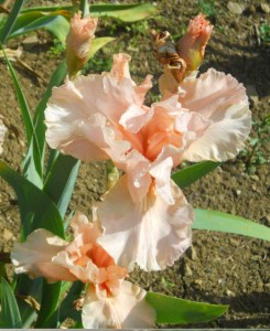 Jardin des iris à Florence