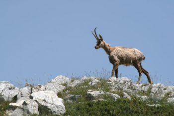 Chamois des Abruzzes